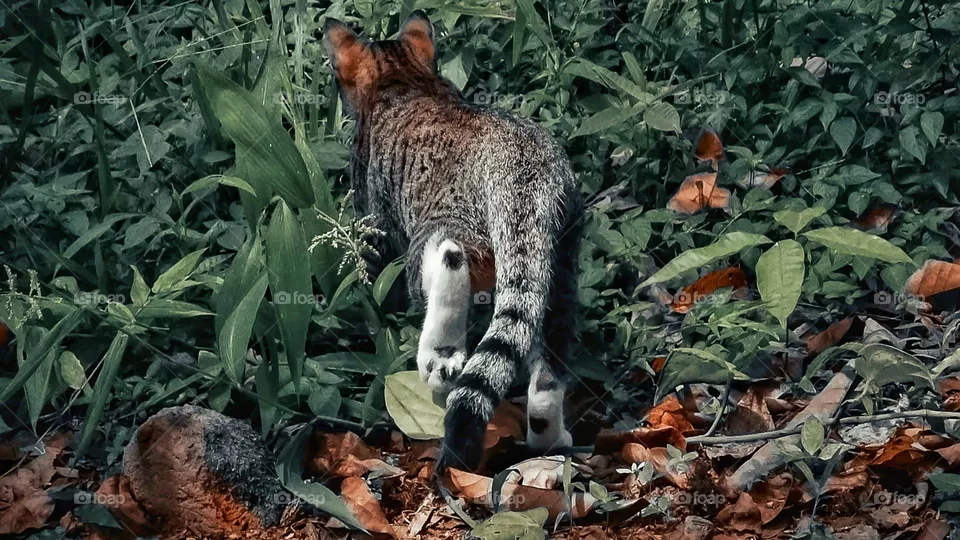 jungle cat moment