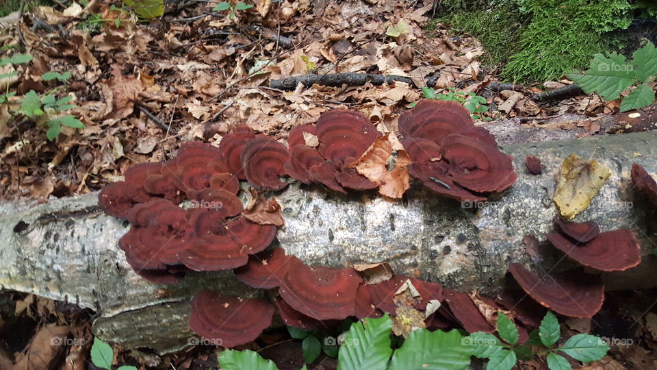mushroom nature teavel