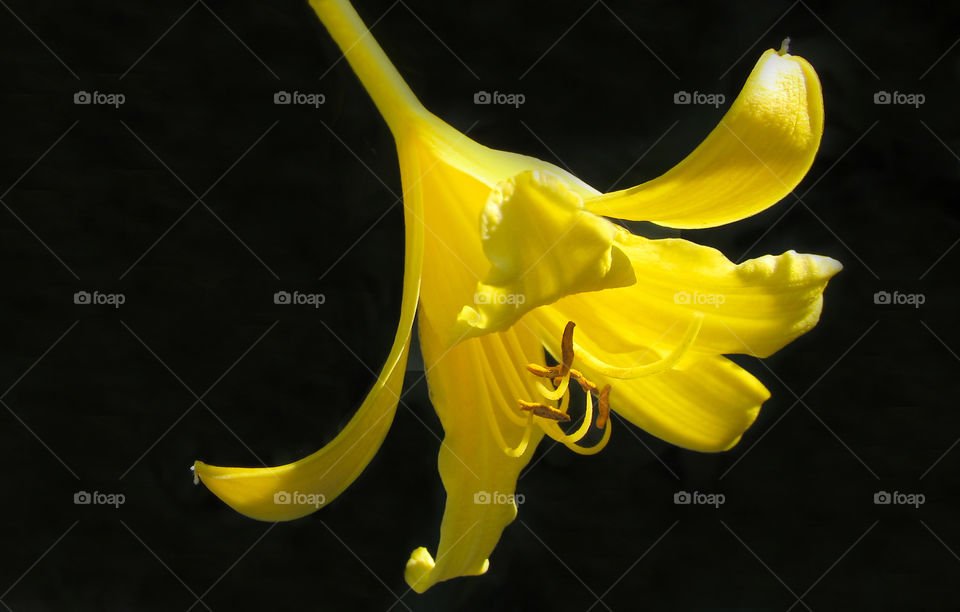 Yellow lily flower. 