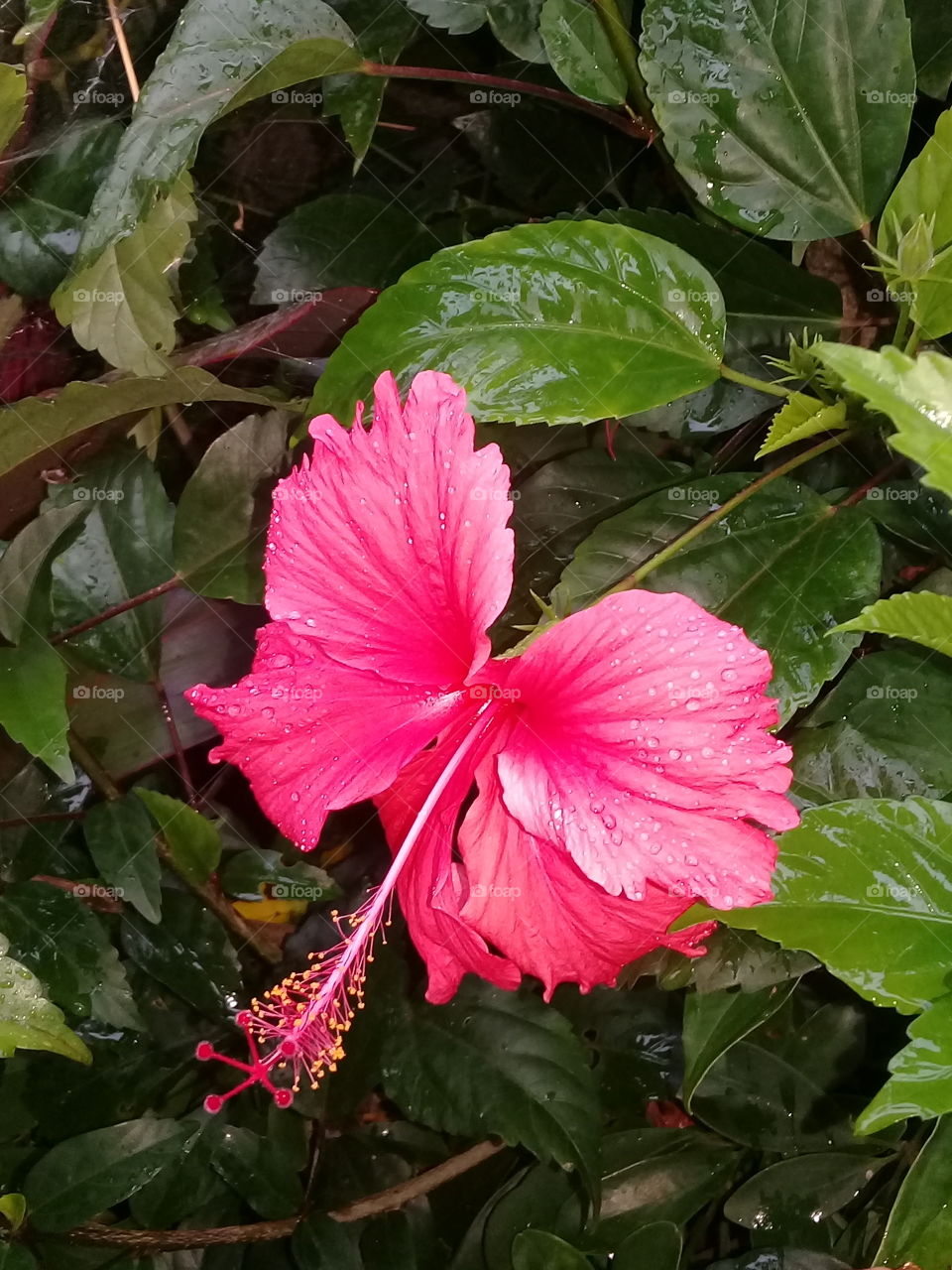 beautiful hibiscus . Rainnin