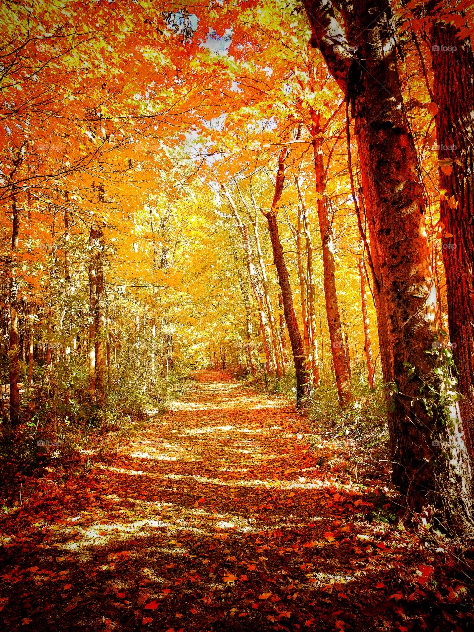 Beautiful hike in the woods on a fall day in Indiana 