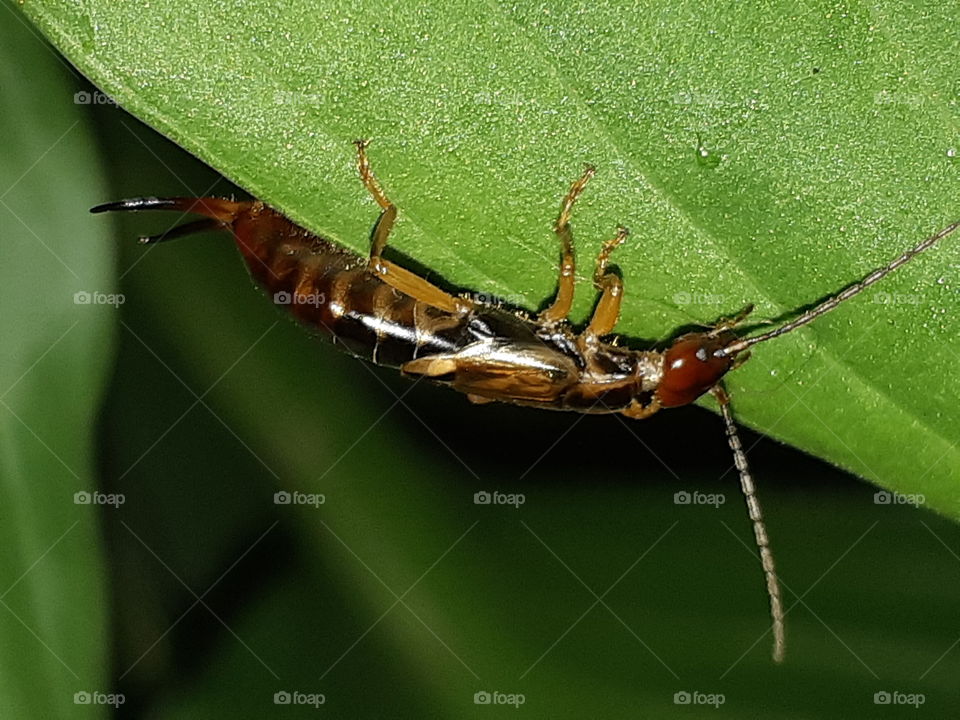 Earwig Nightlife