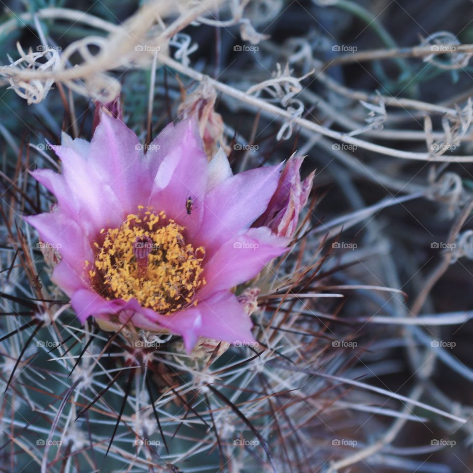 Desert Cactus