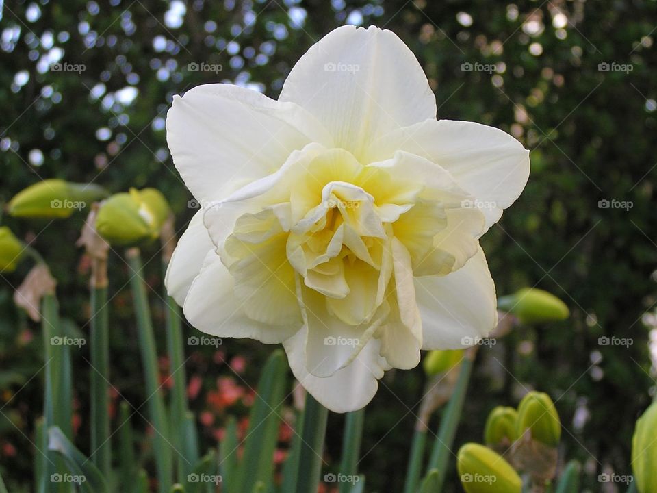 Narcissus. Beautiful spring flower