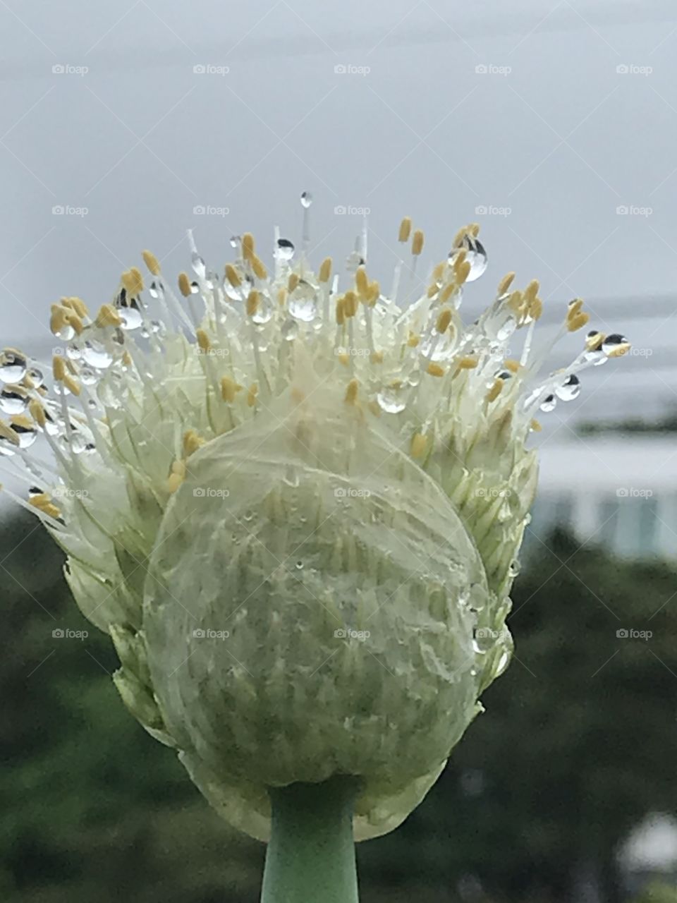 Portrait of a flower