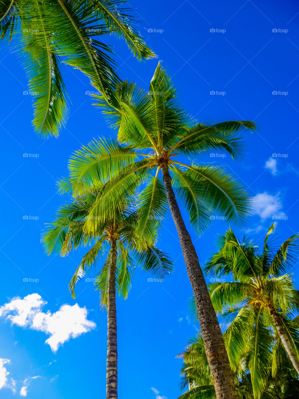 Palm trees and blue sky. Vacation anyone?
Yes, we could use that Piña Colada too. 