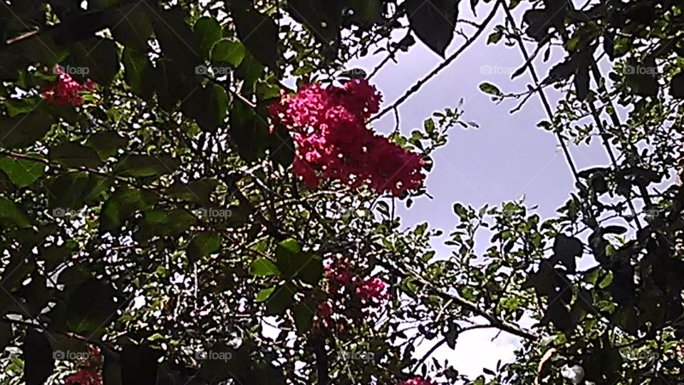 Rose. I seen it and captured it. Nice huh?