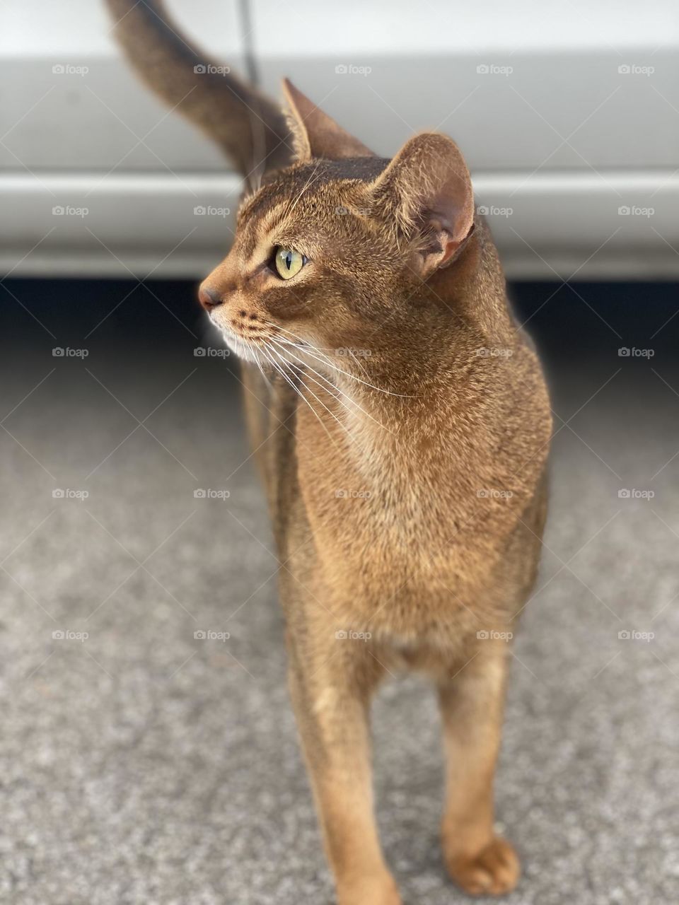 an unusual coloring golden cat with big eyes, ears and a serious look.  frightened animal, cat cat.  pet cat