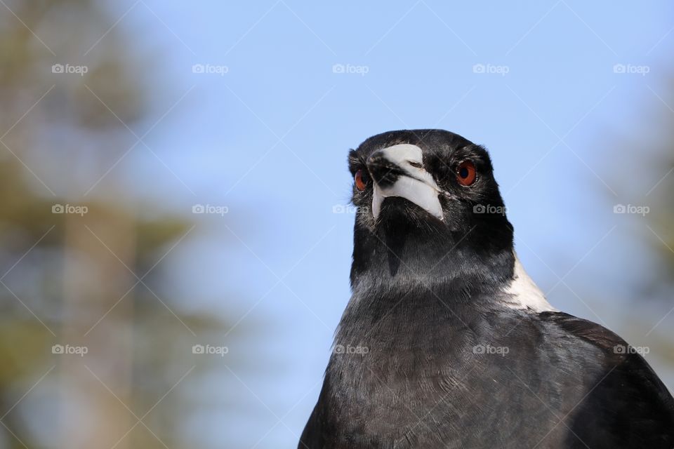 Front view headshot magpie in the wild blurred blue background 