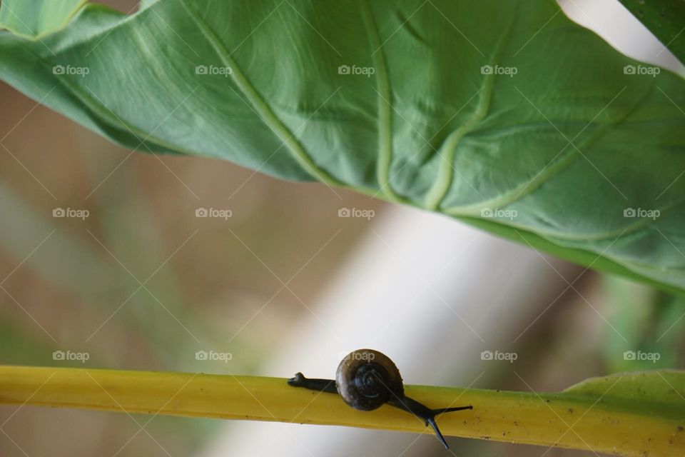 Yellow road snail