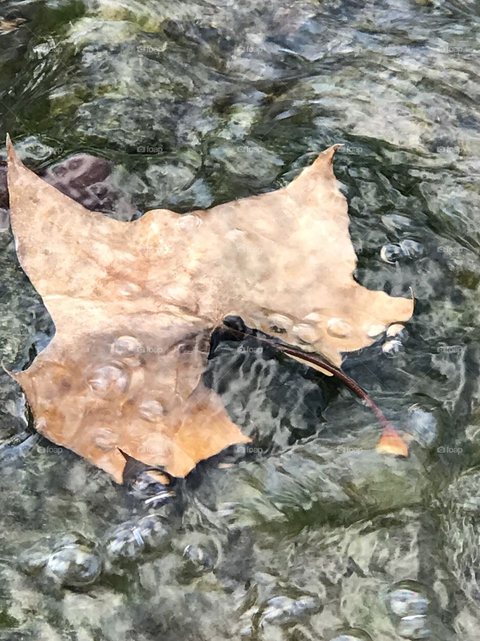 Leaf in river