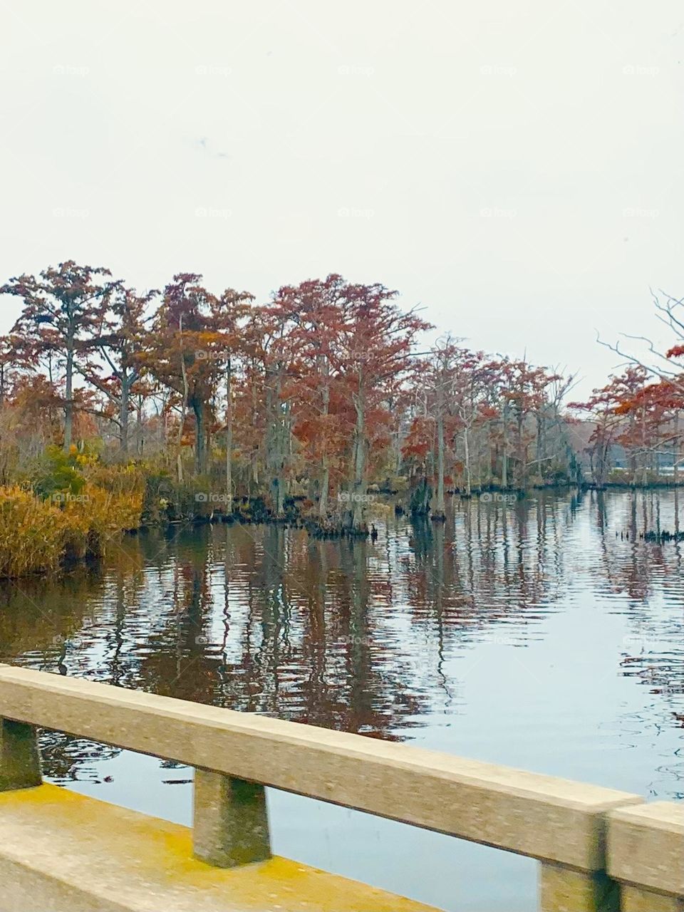 Cypress trees 