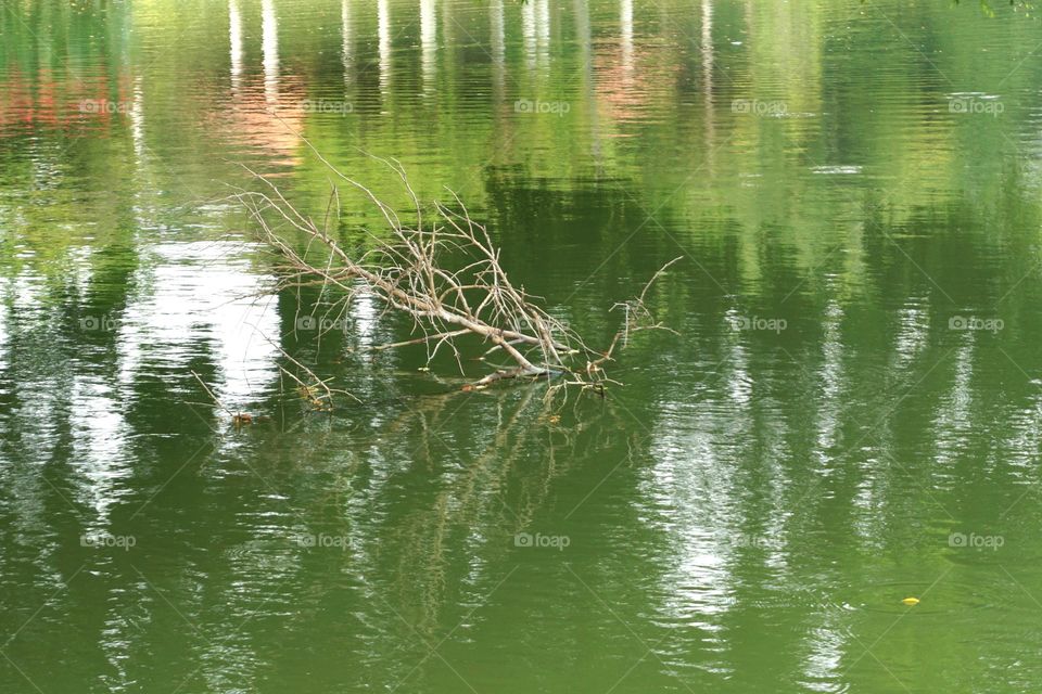 Dry branches and green water