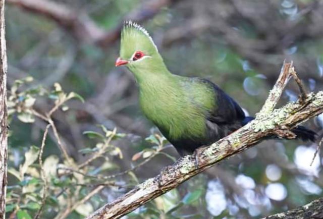 bird