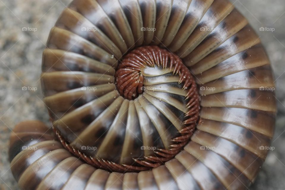 Millipede