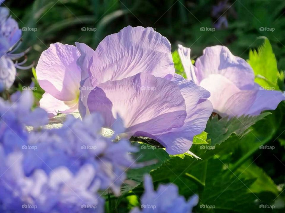 Purple flower with sun through the petals