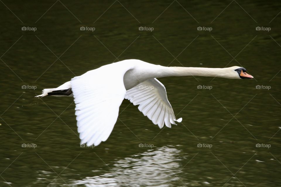 Swan in flight