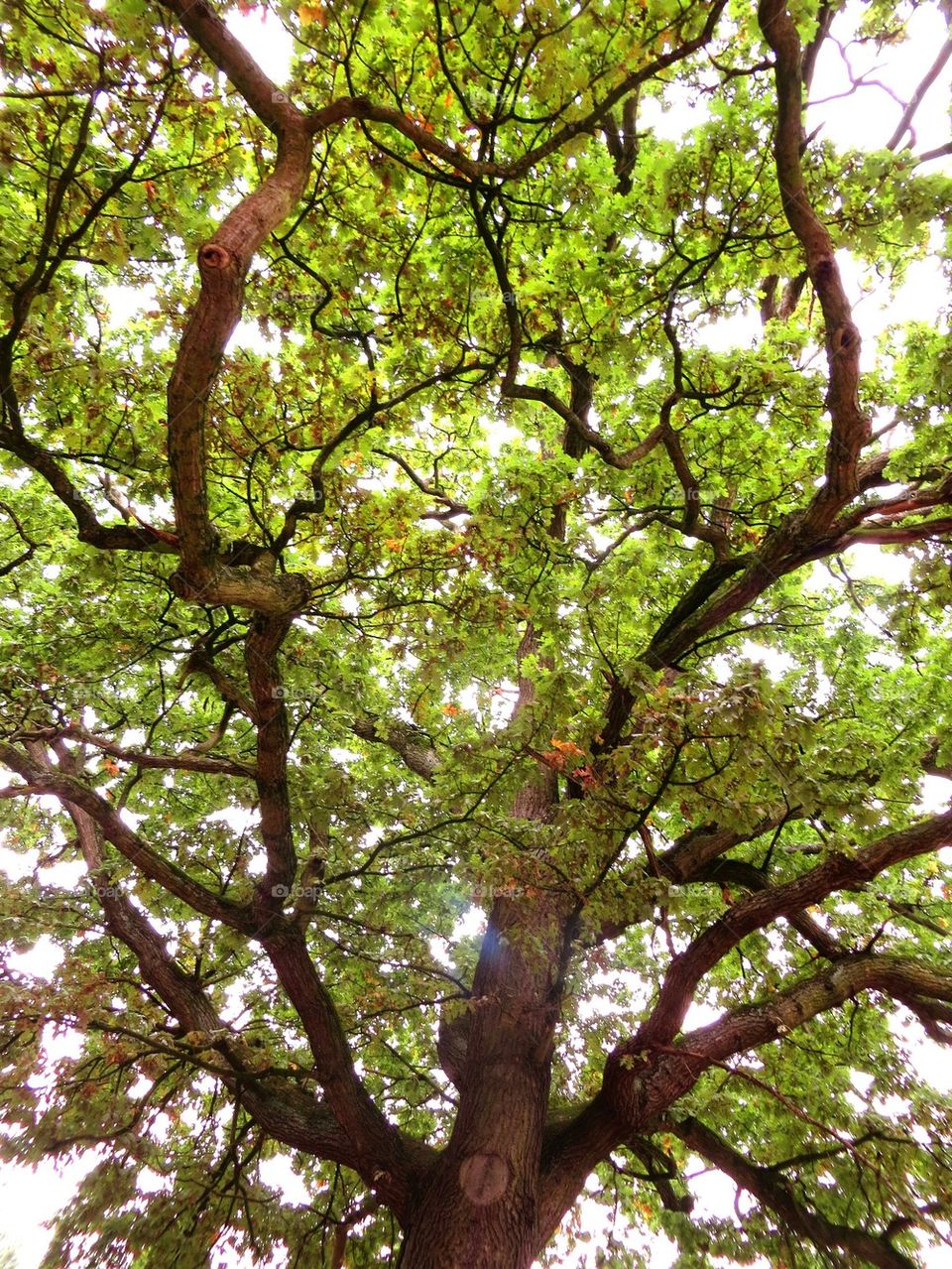 majestic old trees