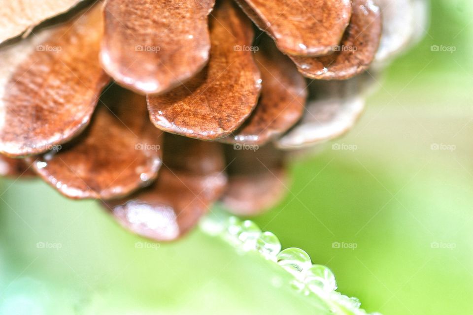 Macro of Pinecone after the rain