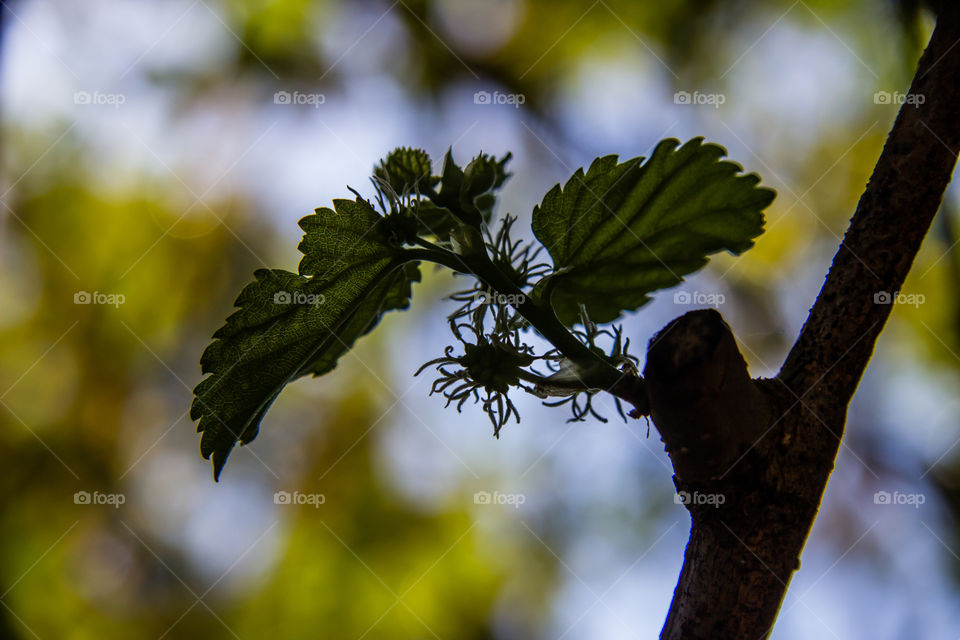 leafs in shade with hairy fruit growing