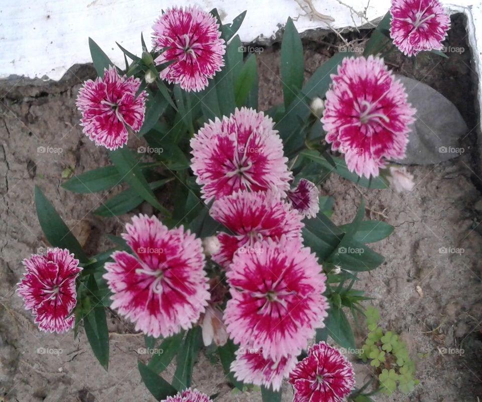 Beautiful deep red pink flower image