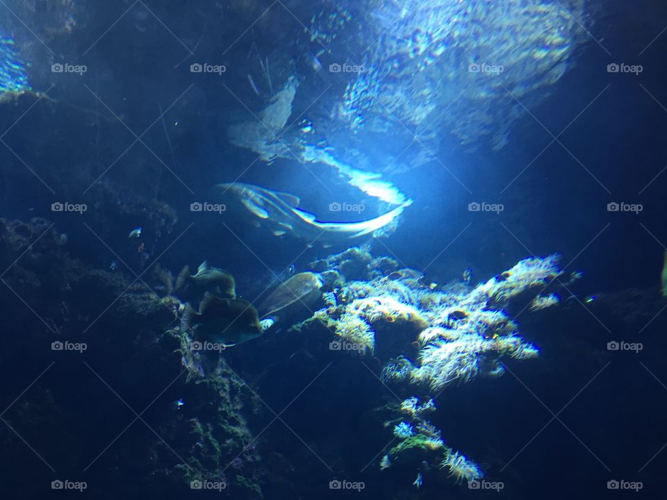 Fish and turtle swimming underwater