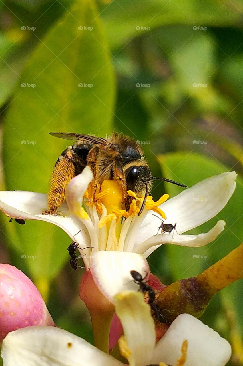 Nature’s Tiny Hero: A Bee’s Dance on Blooming Petals