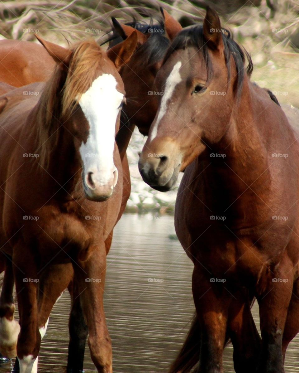 Pair of Salt River Wild Horses