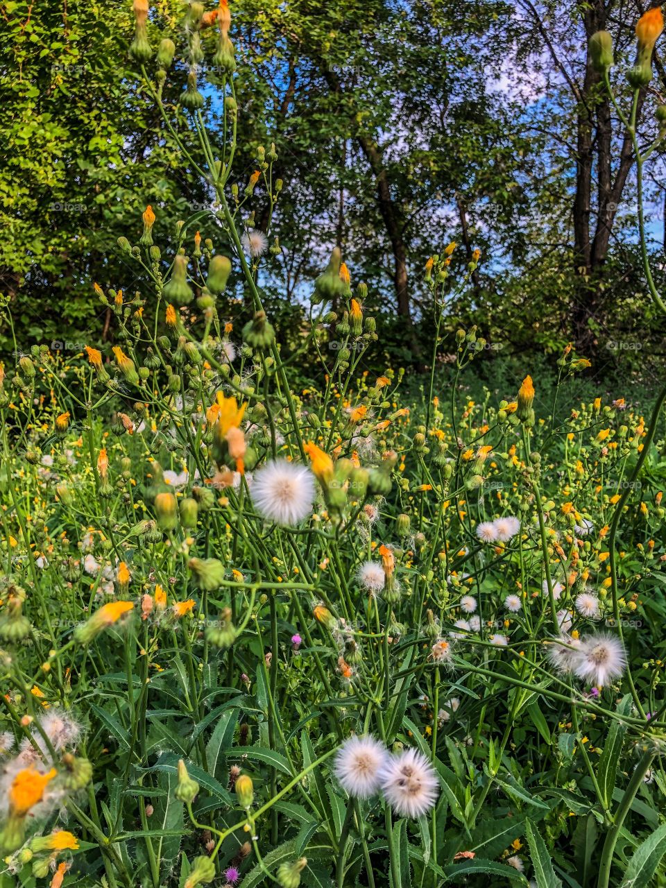 Wild flowers 