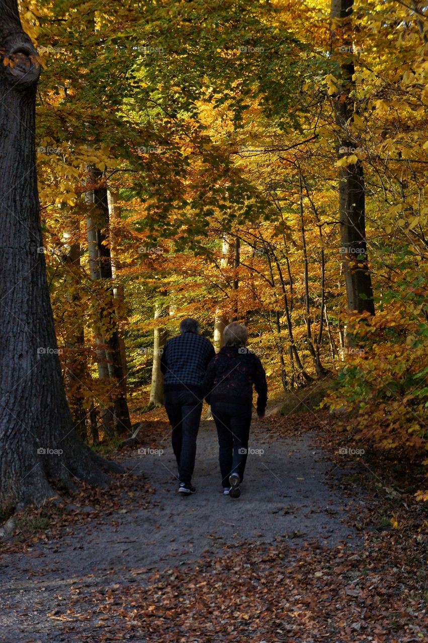 Walking in the forest