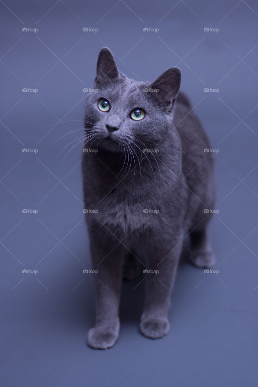 Bleu the Manx kitty in all gray