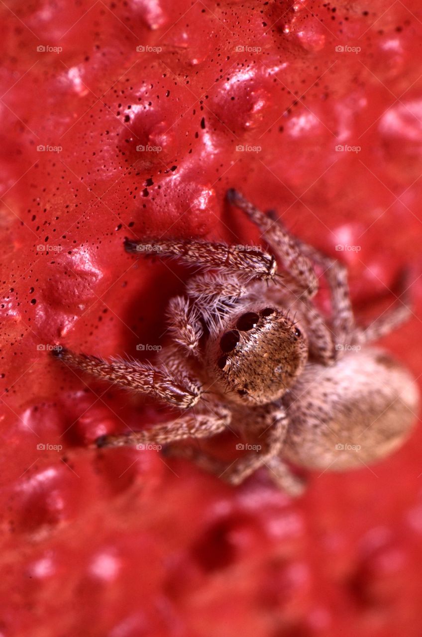 Macro photo of a jumping spider in my backyard.