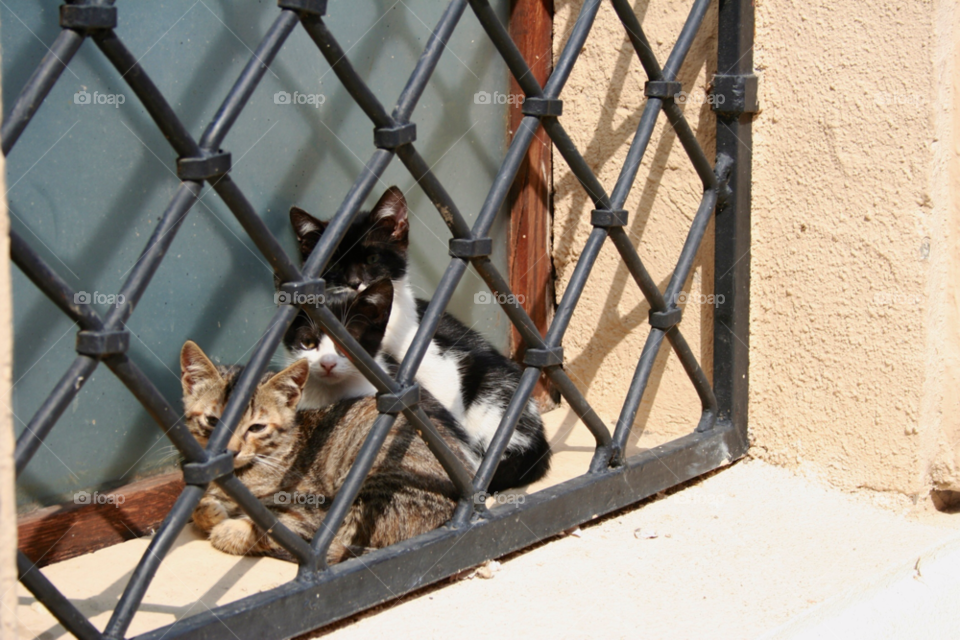 cats kittens three kittens by iodon