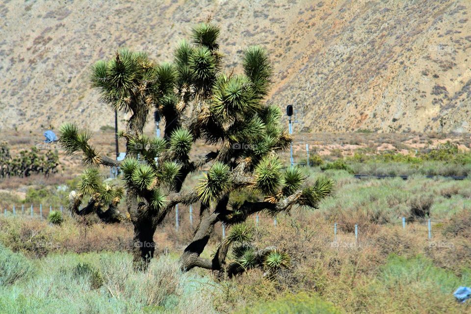 Joshua Tree
