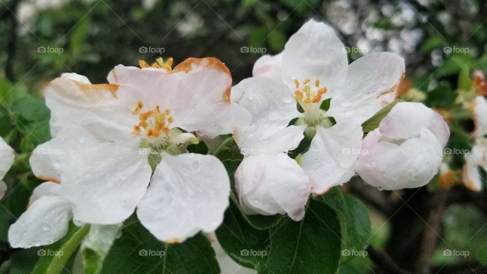 White Flowers Blooming