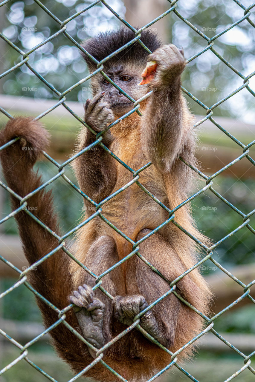 Sad look monkey tufted capuchin