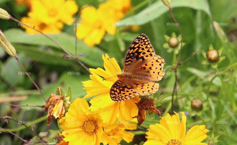 Butterfly matching its environment 