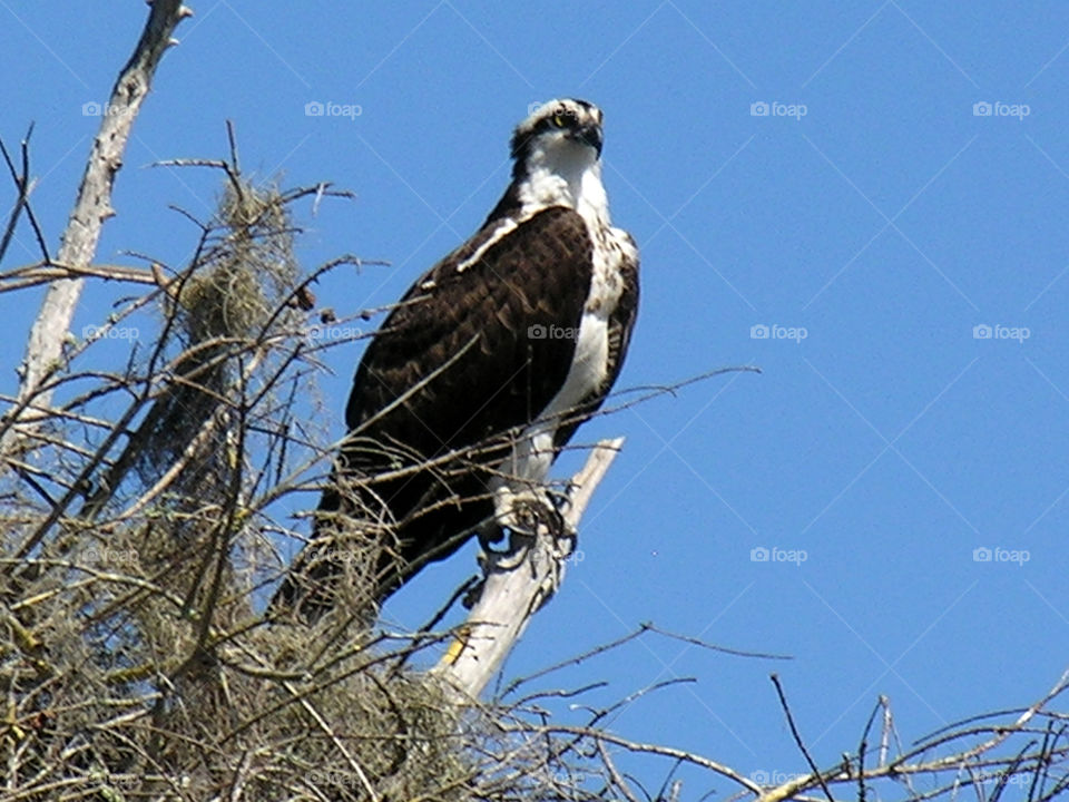 Osprey