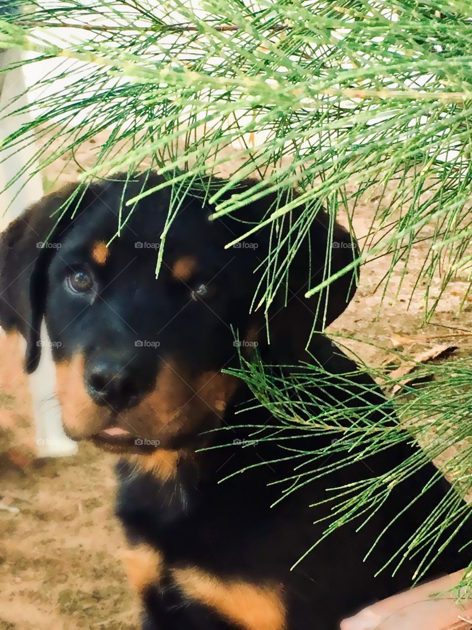 Cute black Dog