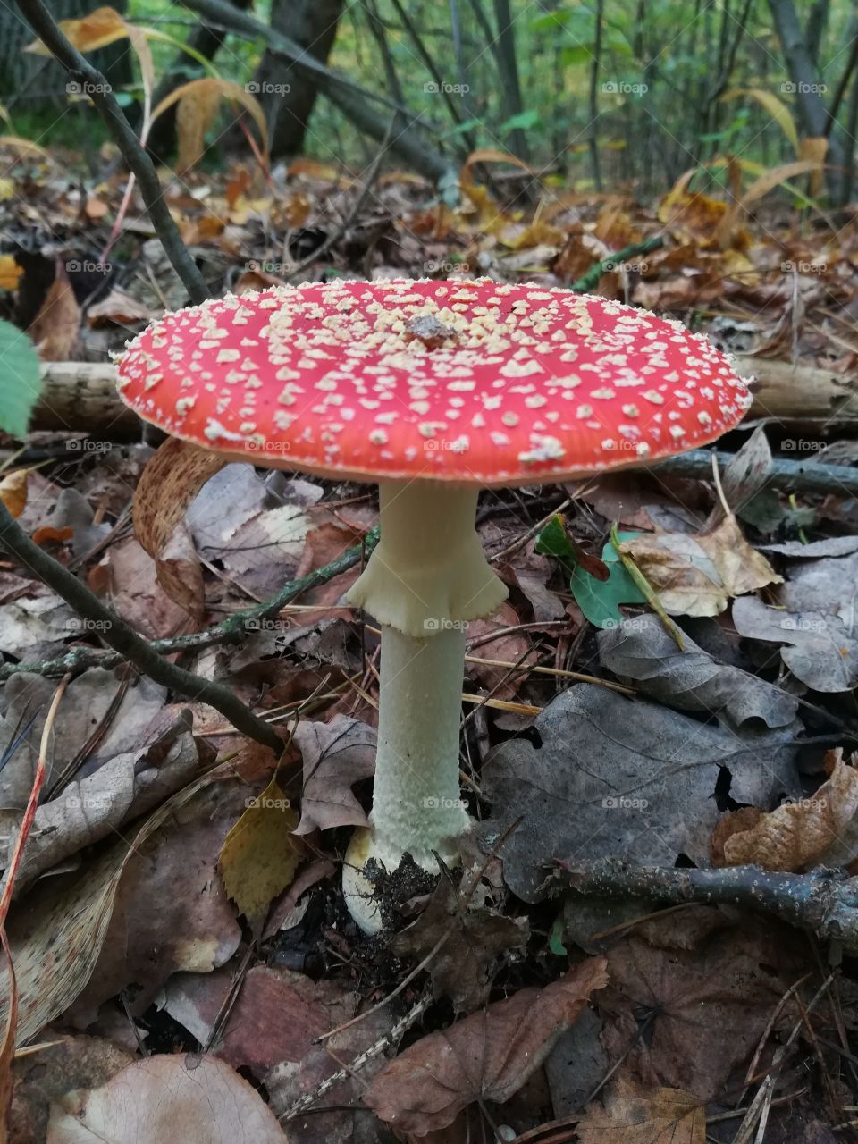 Toadstool