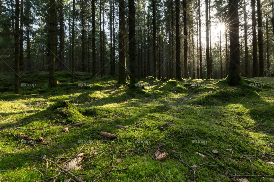 Sun shining behind tall pine trees in the old forest where the ground is covered with deep thick green moss , shadows 