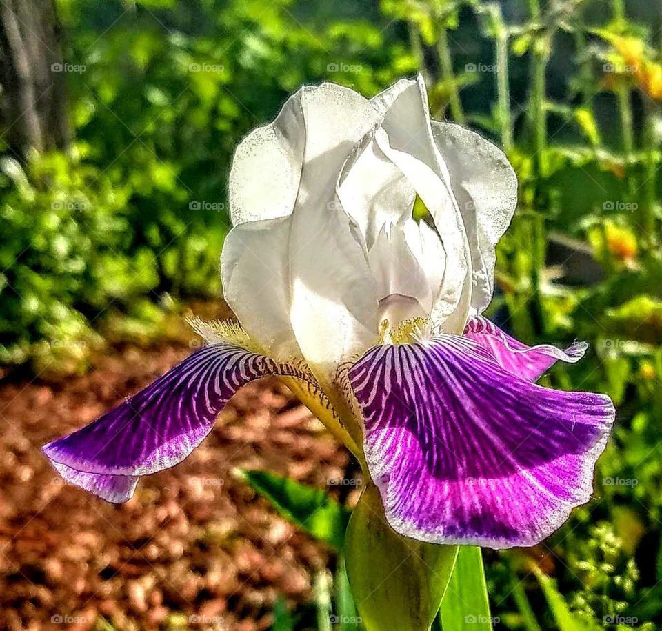 Springtime Bearded Iris bi-color opaque