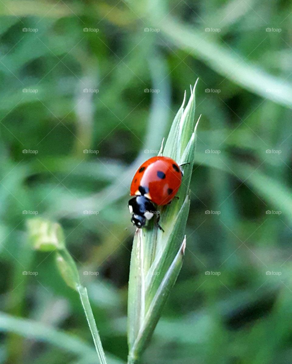 Elevated view of ladybird