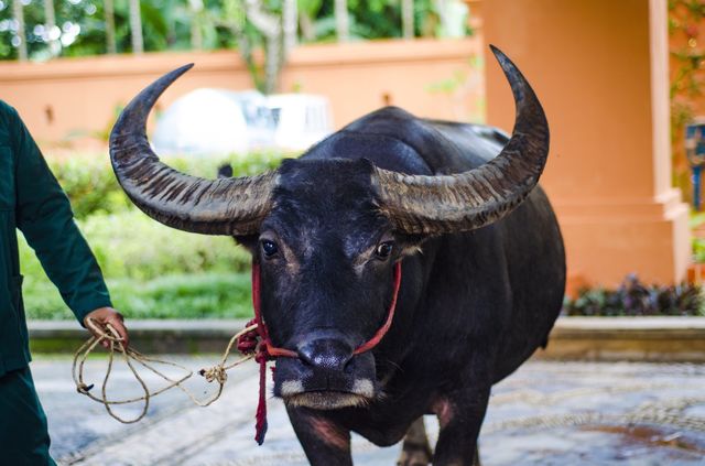 Mr. Took the Thai water buffalo. Chang Rai, Thailand.
