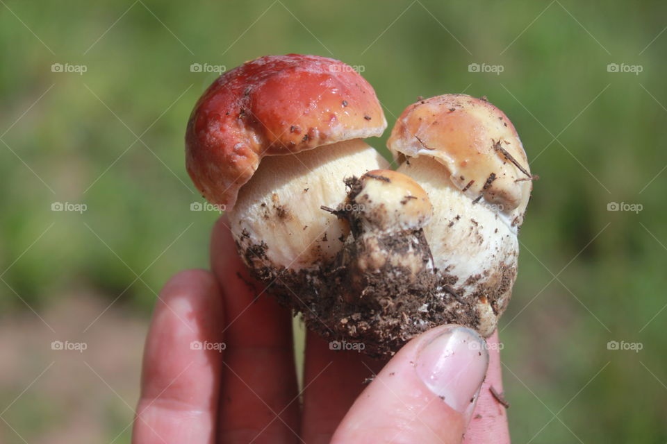 king of mushrooms. young king bolete mushrooms 