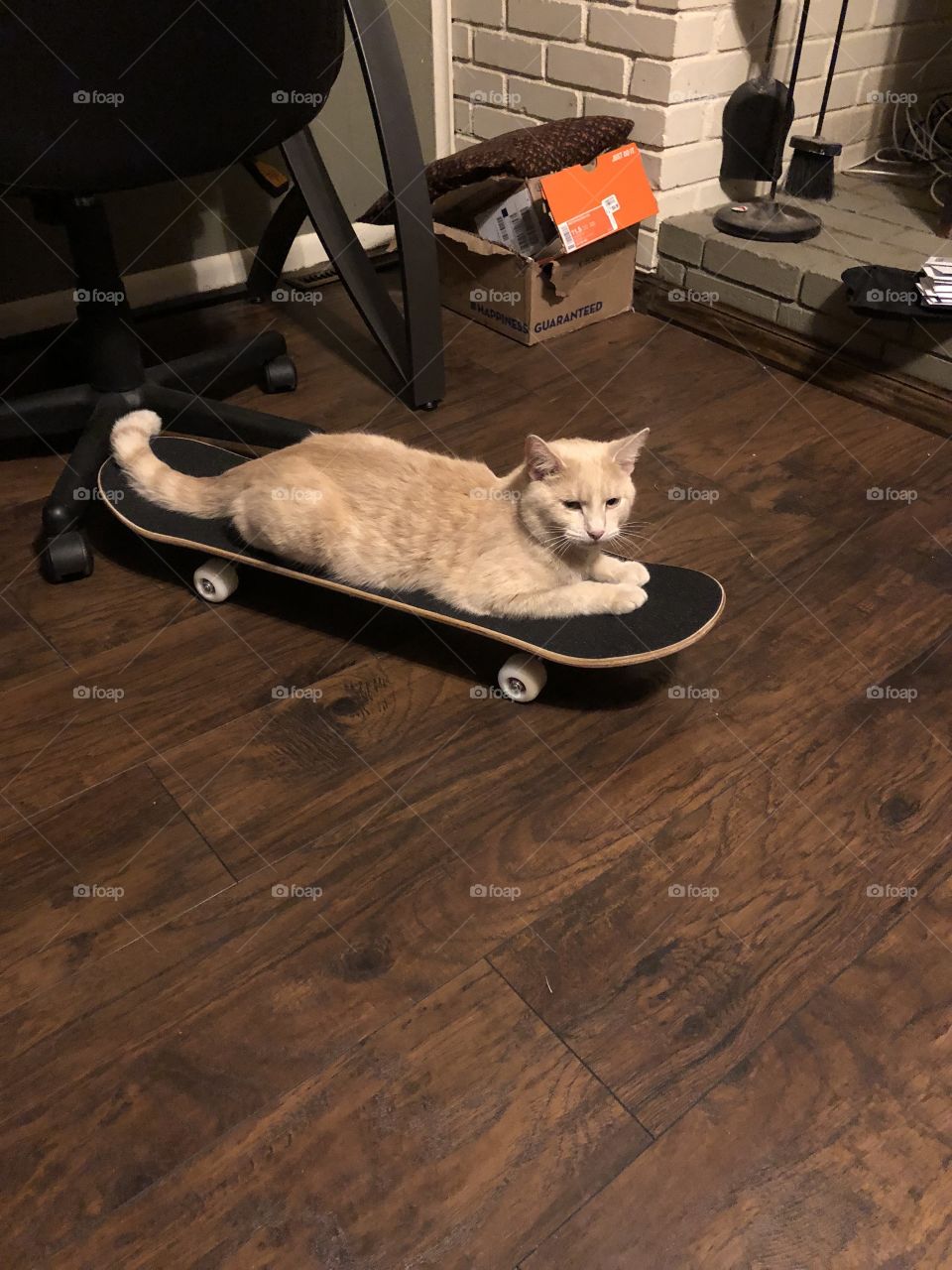 Skateboard cat