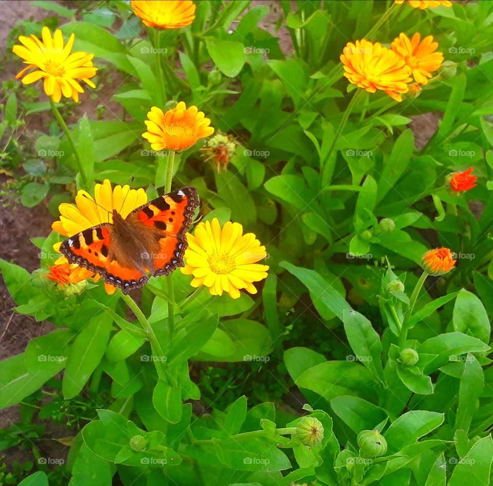 butterfly on the flower