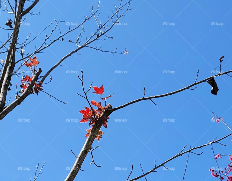 There are red leaves on the tree