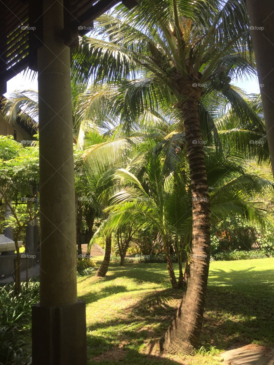 Пальмы , джунгли, жара