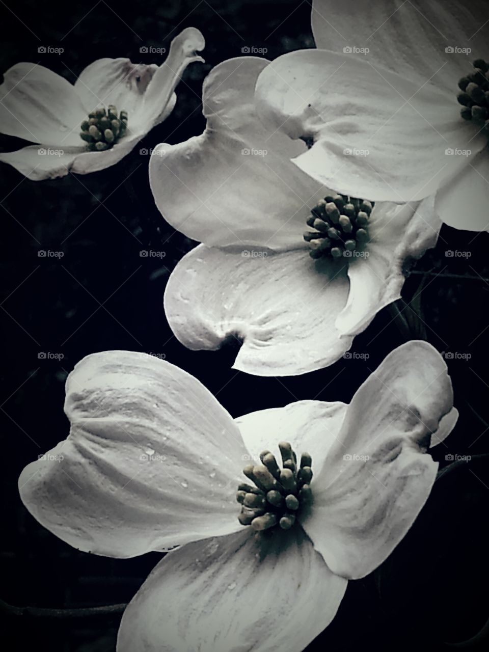 Dogwoods in B&W